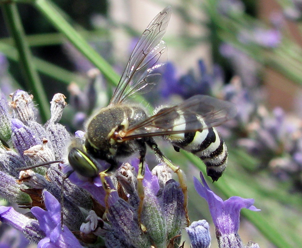 Bembix sp.